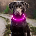 El Collar de Luz del Reino — Collar LED Luminoso Recargable para Perros