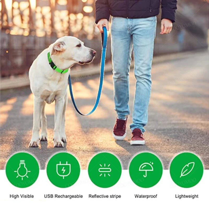 El Collar Centinela del Reino — Collar LED Luminoso Recargable Anti-Pérdida para Perros