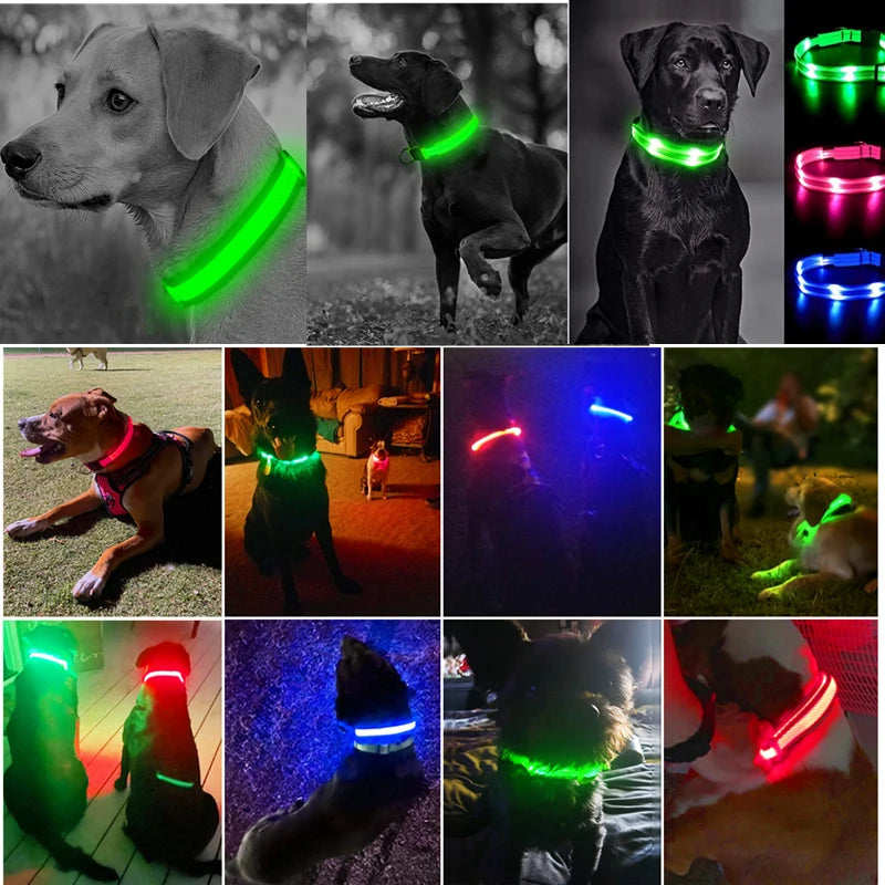 El Collar Centinela del Reino — Collar LED Luminoso Recargable Anti-Pérdida para Perros
