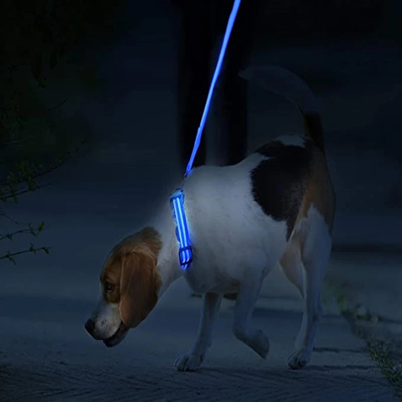 El Collar Centinela del Reino — Collar LED Luminoso Recargable Anti-Pérdida para Perros