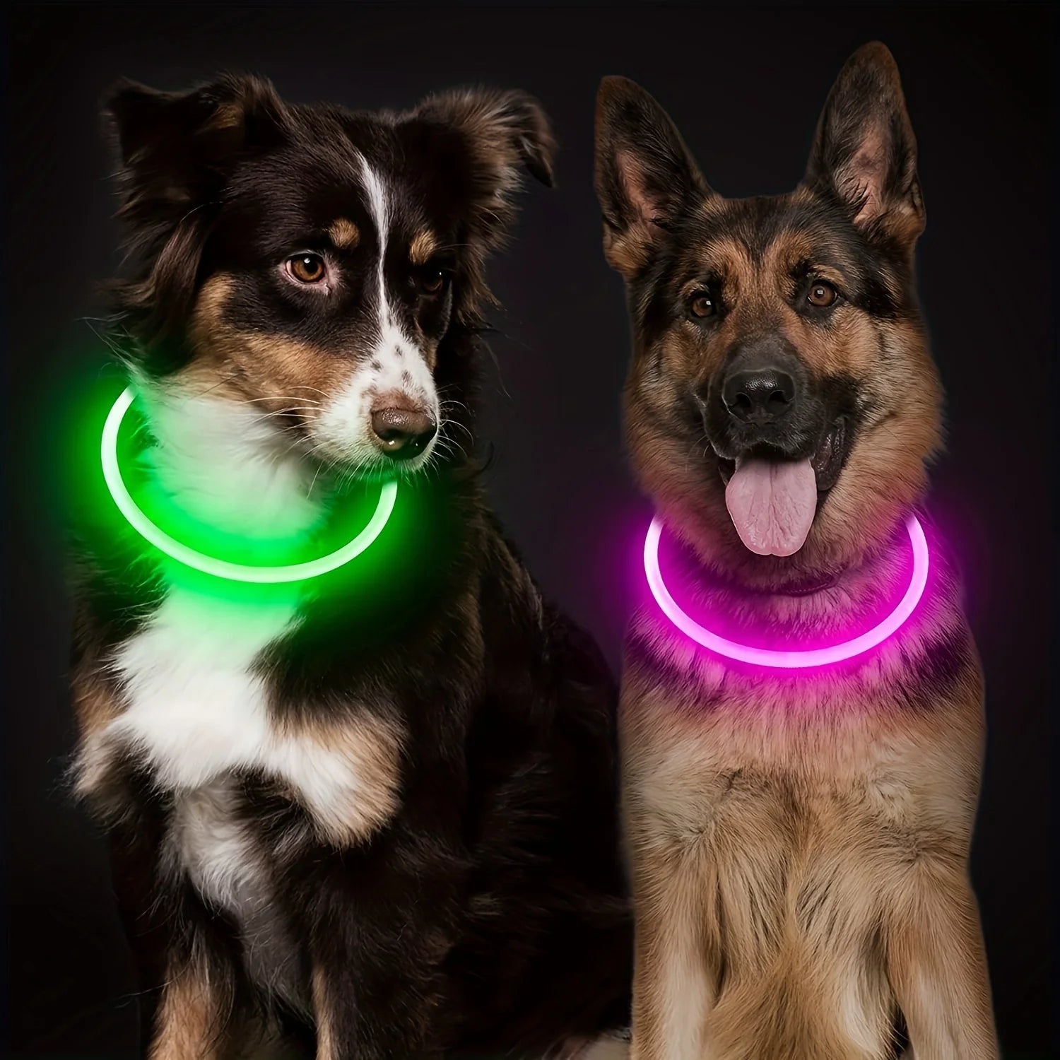 El Collar de Luz del Reino — Collar LED Luminoso Recargable para Perros