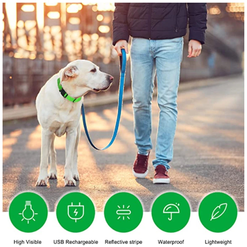 El Collar Centinela del Reino — Collar LED Luminoso Recargable Anti-Pérdida para Perros